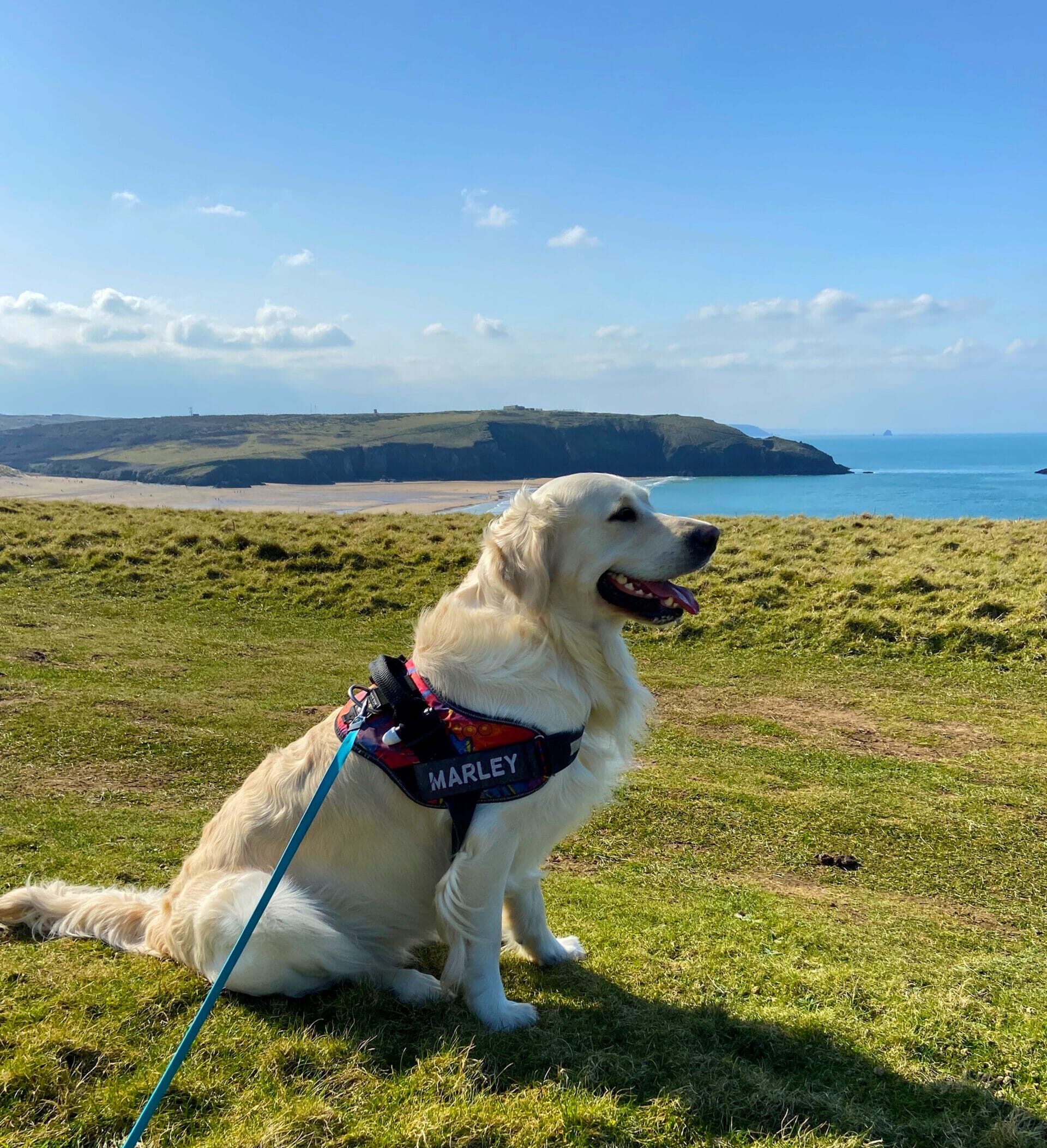 Dog Friendly Holidays In Cornwall Dog Friendly Caravans Hendra