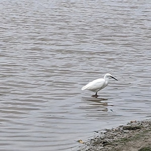 Wading bird at Gannel